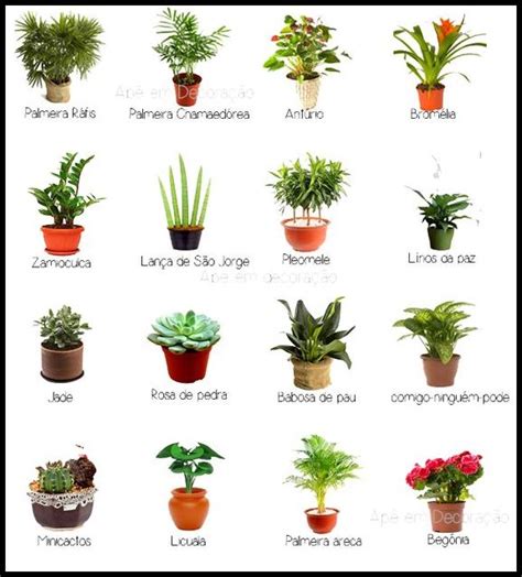 nomes de plantas